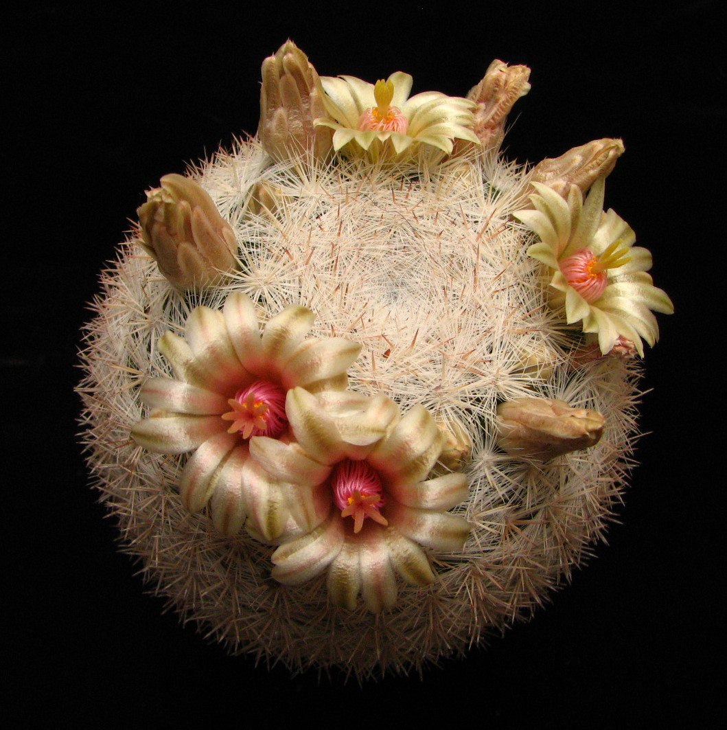 Mammillaria candida