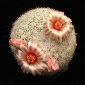 Mammillaria candida roseiflorus цв.