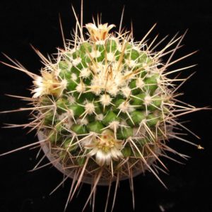 Mammillaria  knippeliana