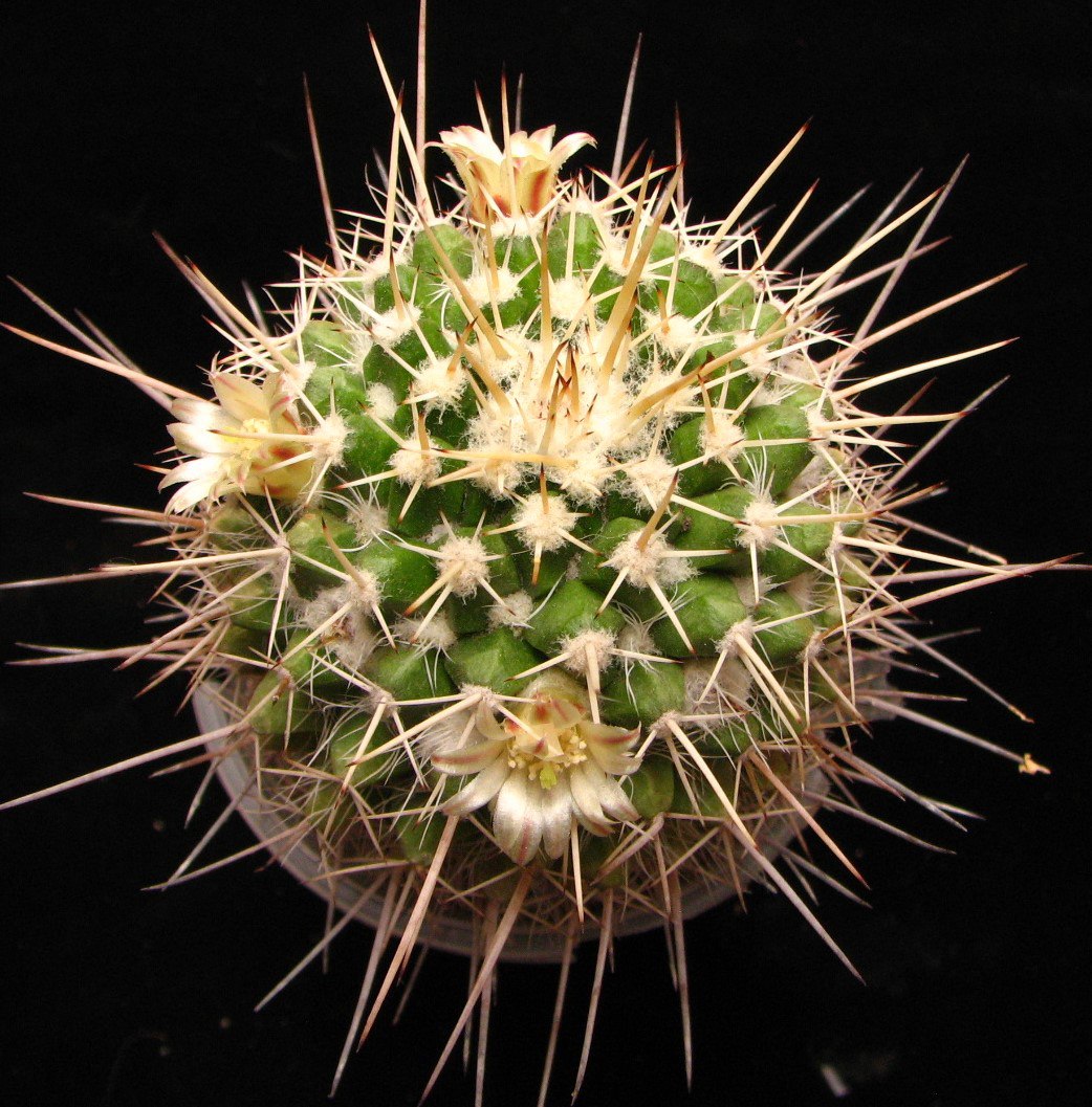 Mammillaria  knippeliana