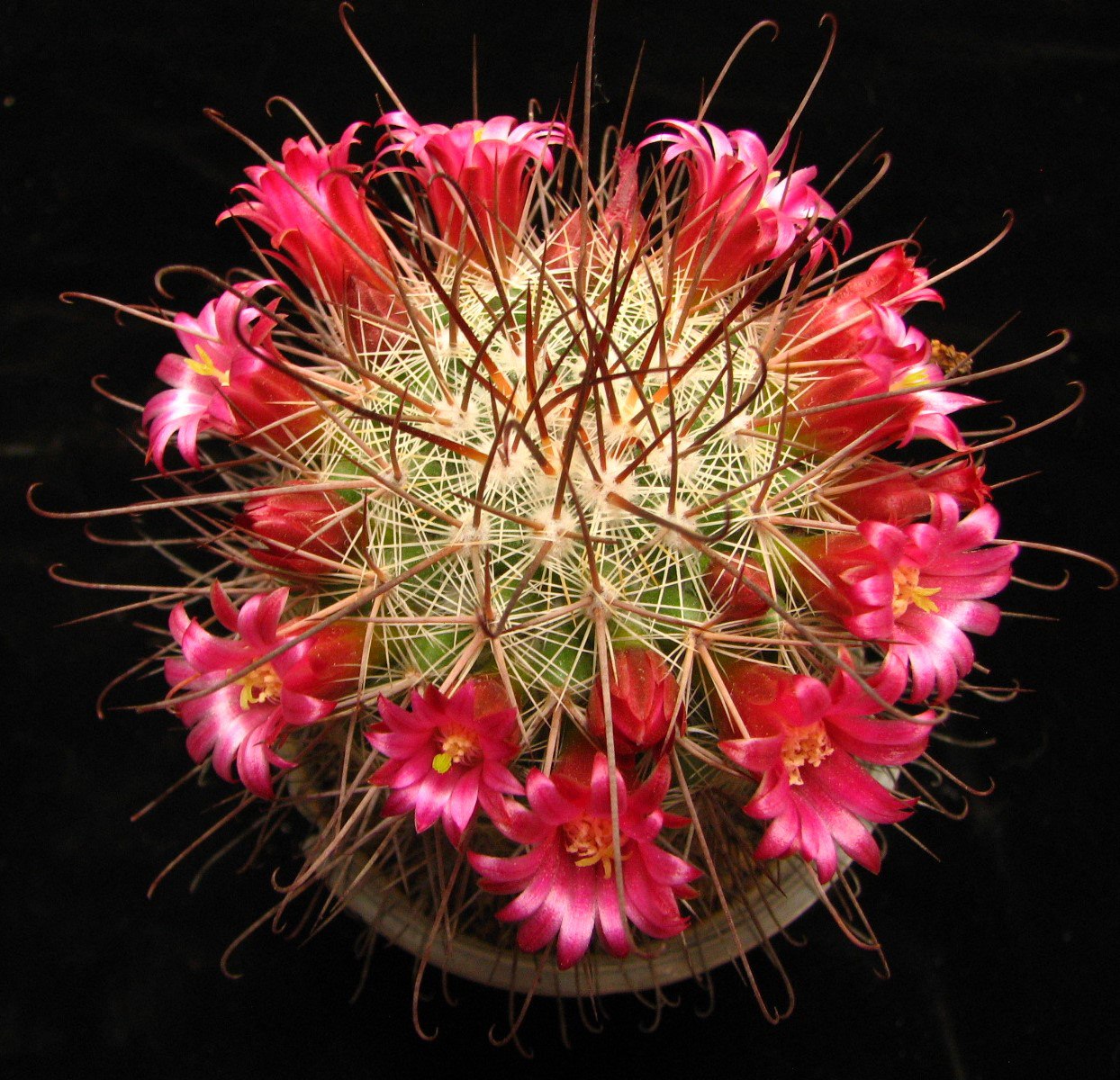 Mammillaria  krasuskae