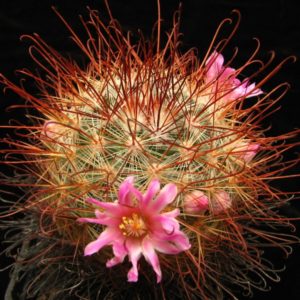 Mammillaria moelleriana rubriflora