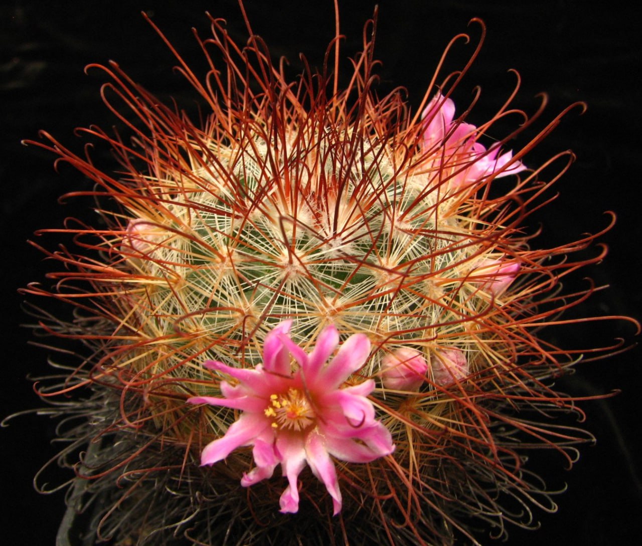 Mammillaria moelleriana rubriflora