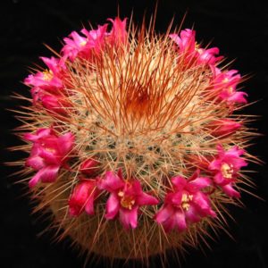 Mammillaria spinosissima super red