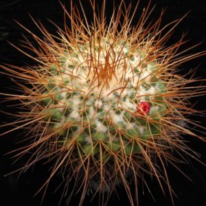 Mammillaria petterssonii