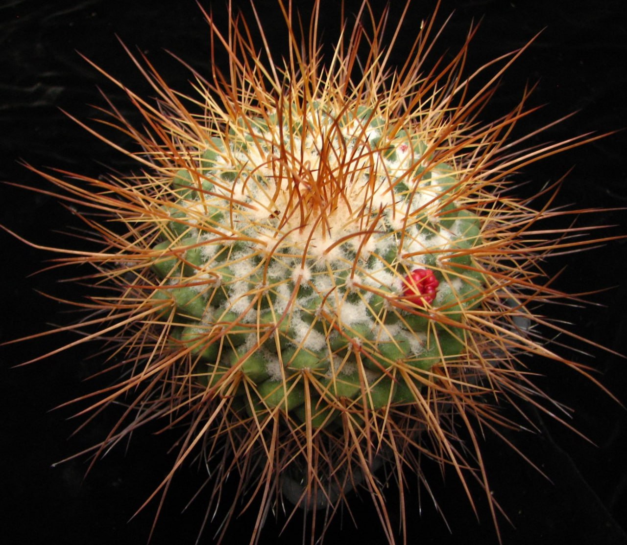 Mammillaria petterssonii