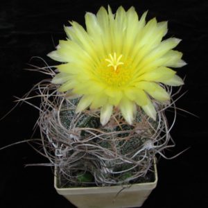 Astrophytum crassispinoides