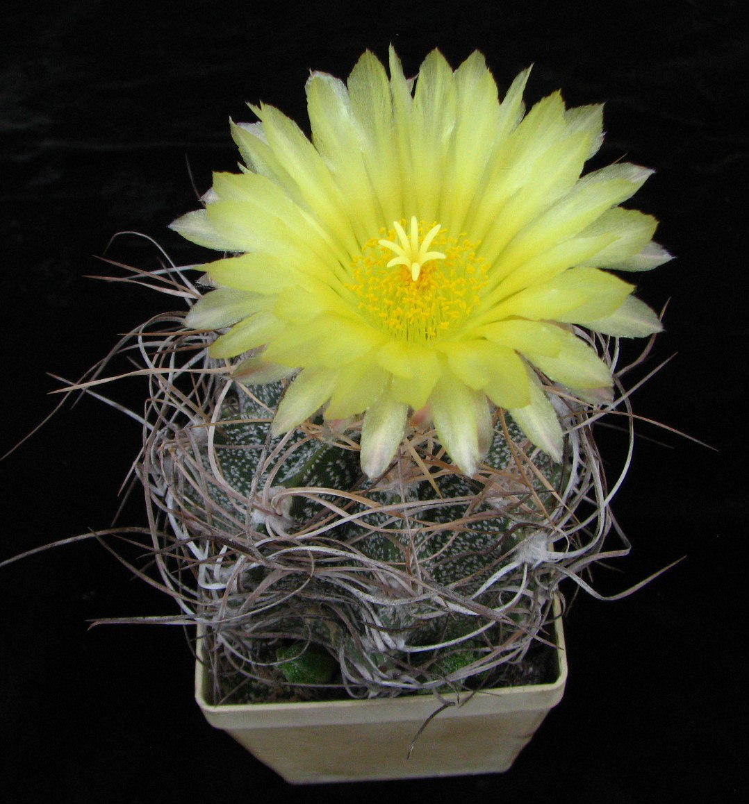 Astrophytum crassispinoides