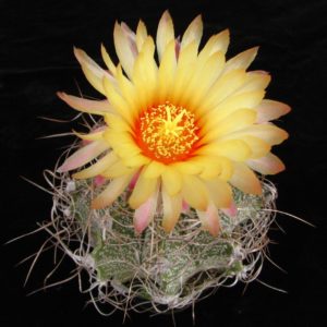 Astrophytum capricorne-v.Weisse Stachel