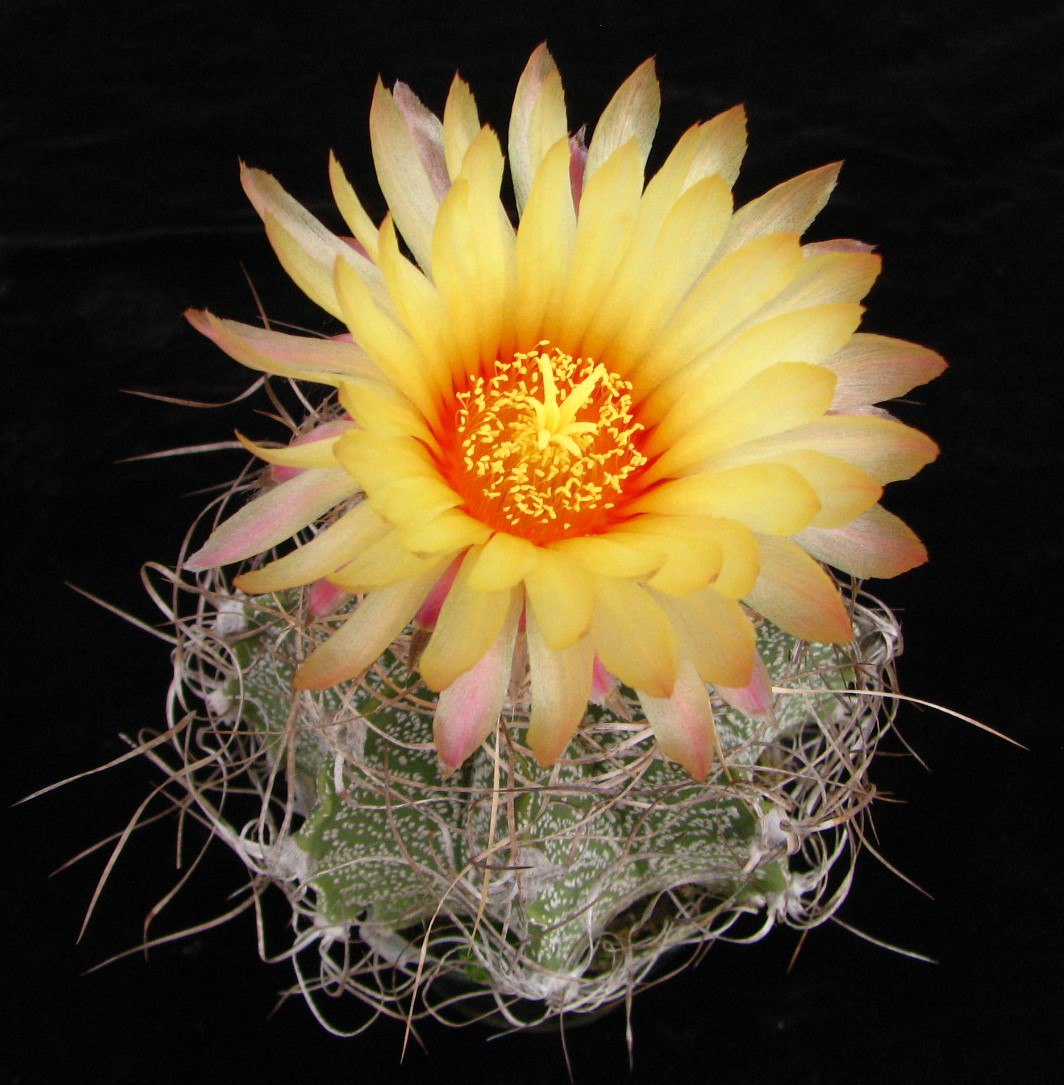 Astrophytum capricorne-v.Weisse Stachel