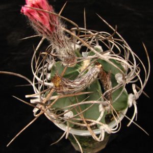 Astrophytum niveum nudum