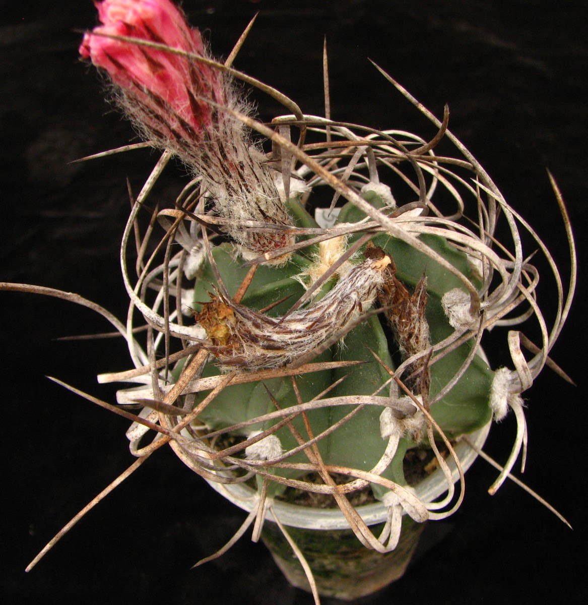 Astrophytum niveum nudum