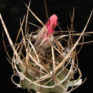 Astrophytum niveum nudum