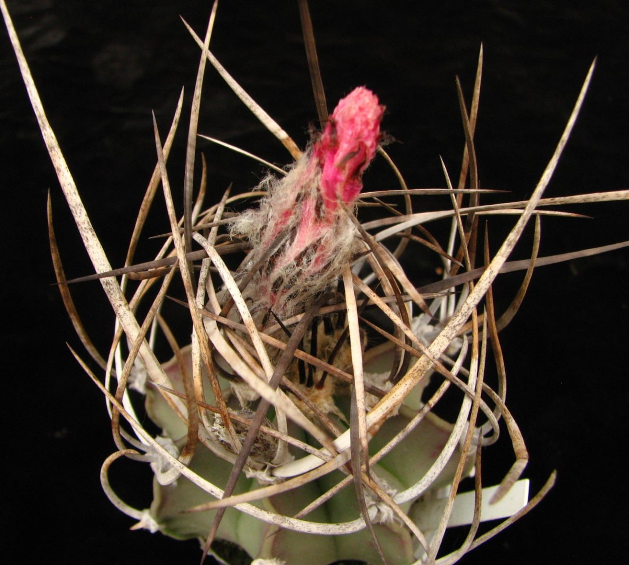 Astrophytum niveum nudum