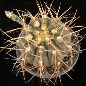 Gymnocalycium moserianum