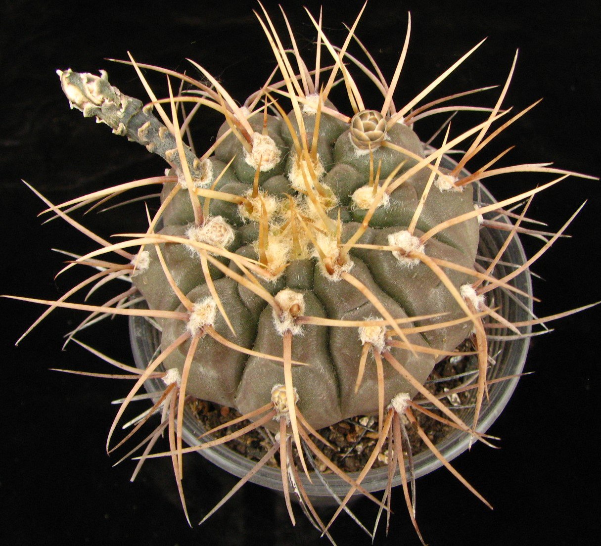 Gymnocalycium moserianum