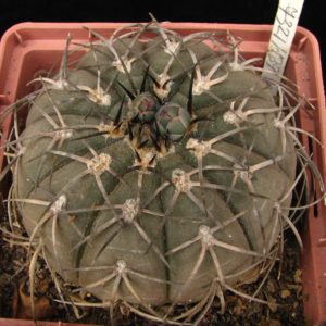 Gymnocalycium spegazzinii Piltz