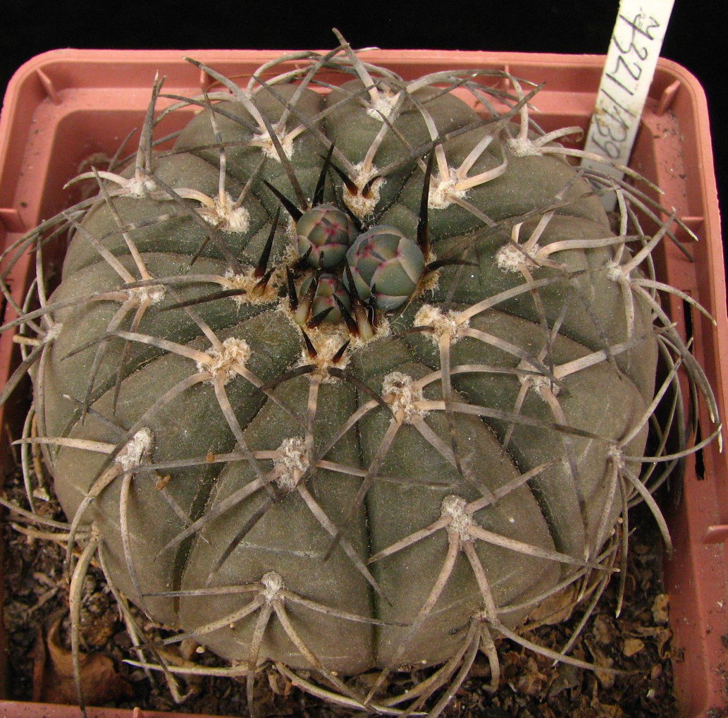 Gymnocalycium spegazzinii Piltz