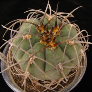 Gymnocalycium spegazzinii var horizonthalonius