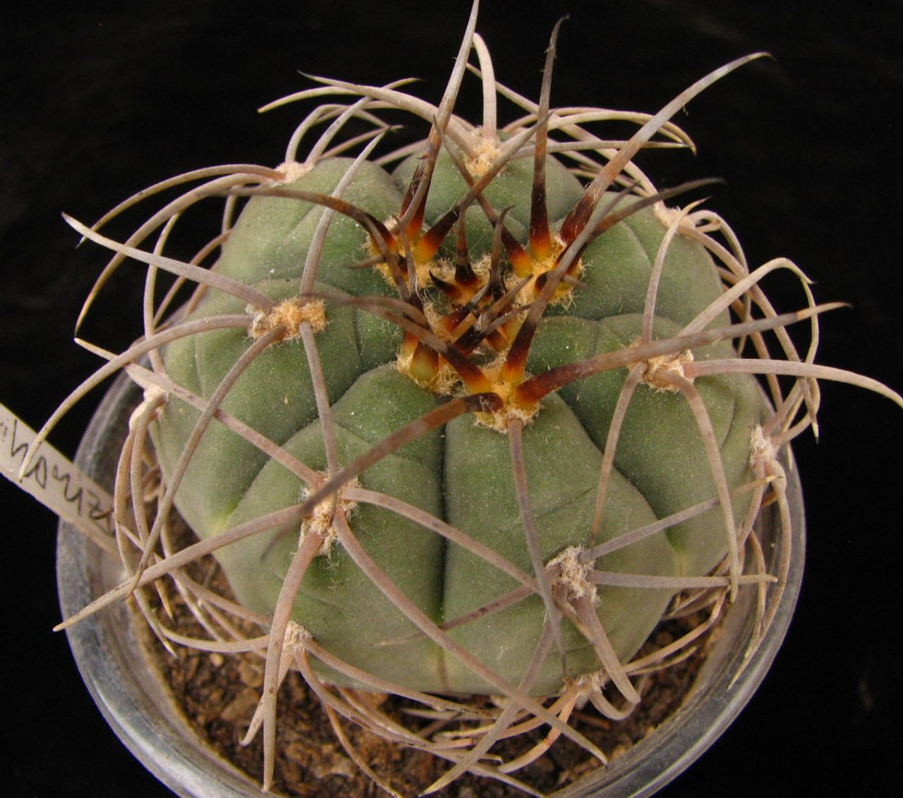 Gymnocalycium spegazzinii var horizonthalonius