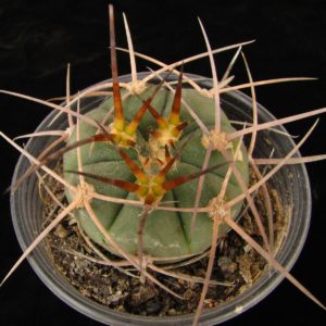 Gymnocalycium armatum Piltz