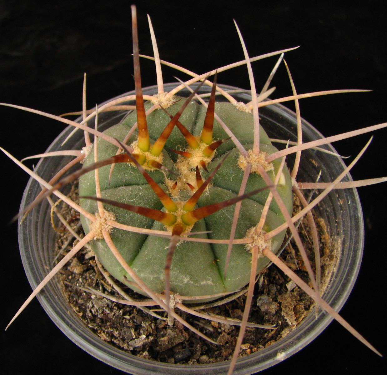 Gymnocalycium armatum Piltz