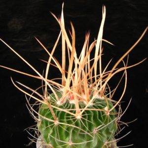 Echinofossulocactus  lloydii