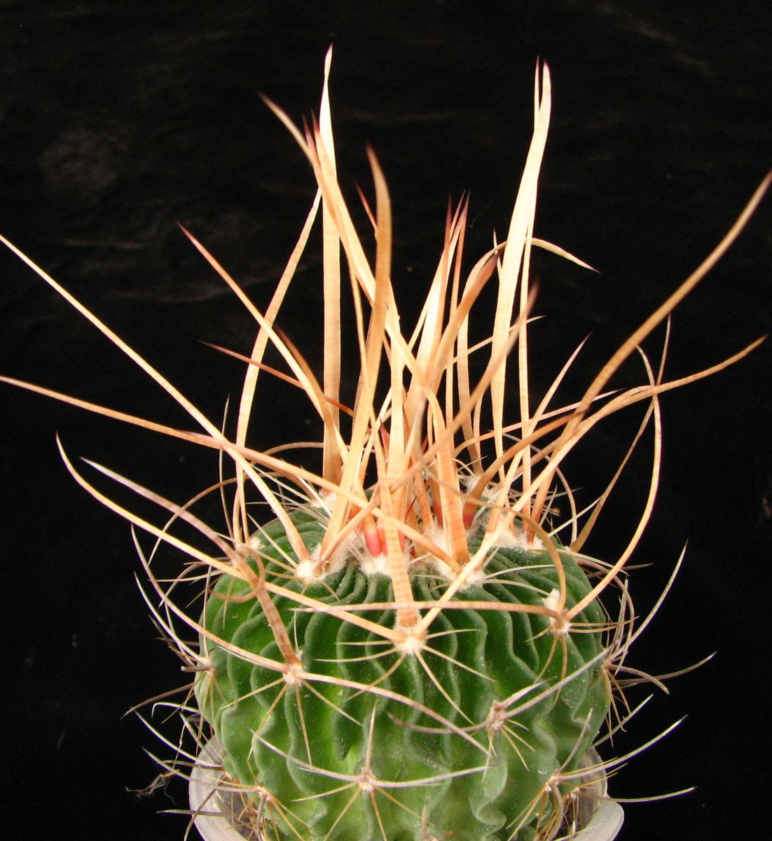 Echinofossulocactus  lloydii