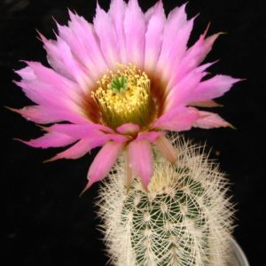 Echinocereus  fitchii