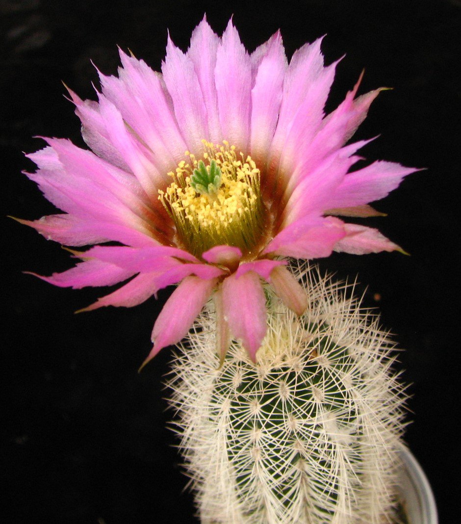 Echinocereus  fitchii