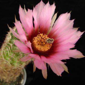 Echinocereus  carmenensis