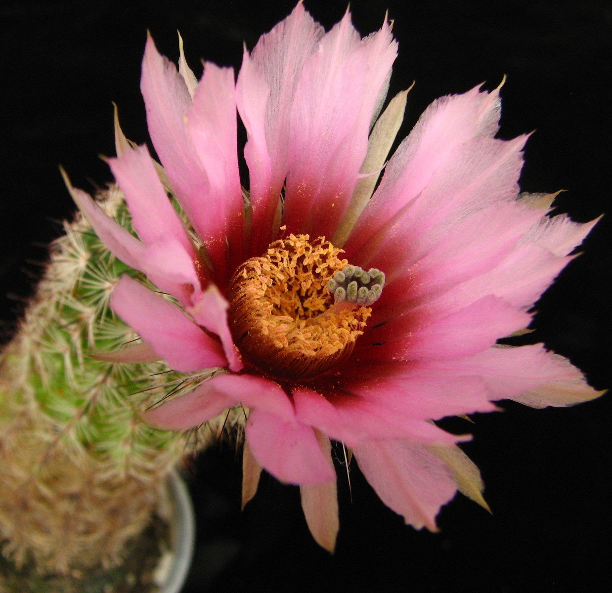 Echinocereus  carmenensis
