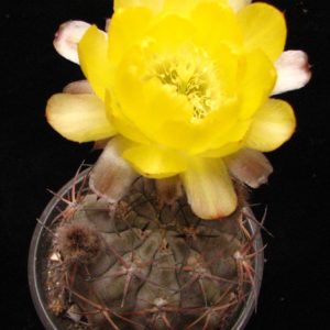 Acanthocalycium glaucum