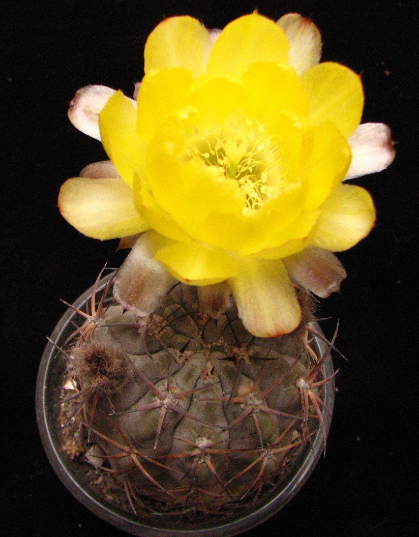 Acanthocalycium glaucum
