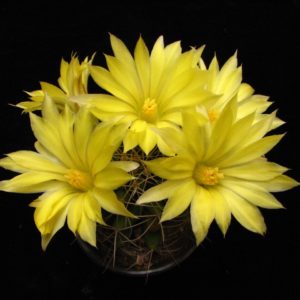 Dolichothele longimamma