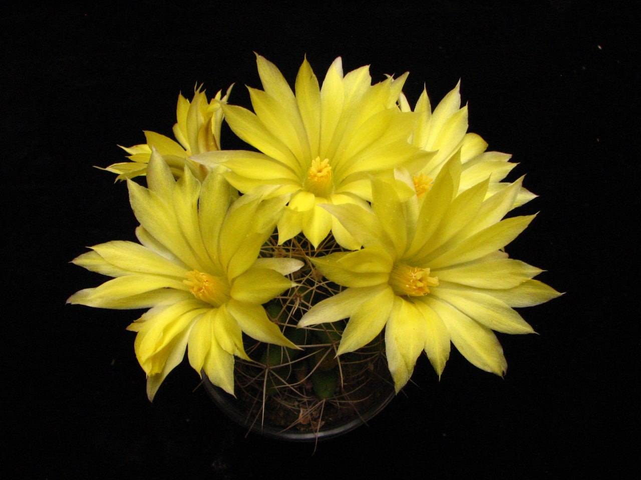 Dolichothele longimamma