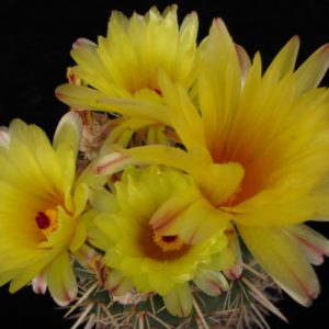 Notocactus submammulosus