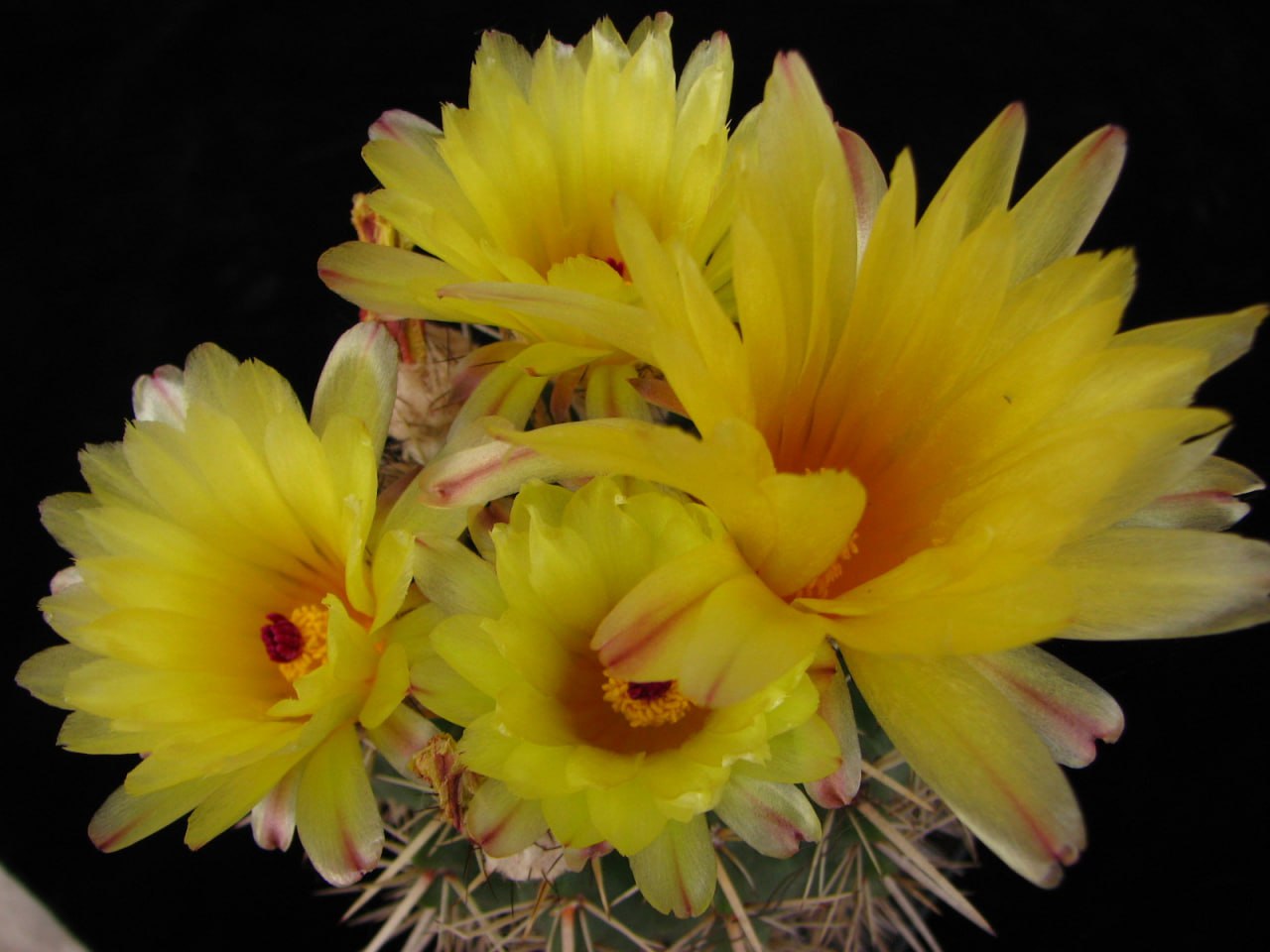 Notocactus submammulosus