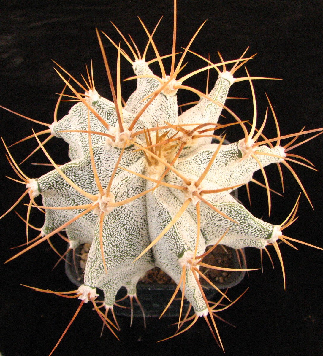 Astrophytum ornatum "niveum"!
