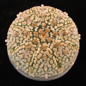 Astrophytum Super Kabuto