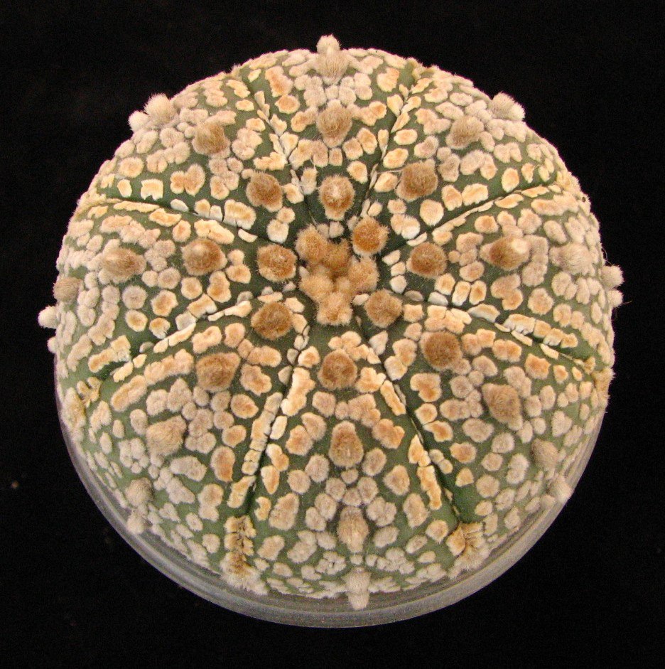 Astrophytum Super Kabuto