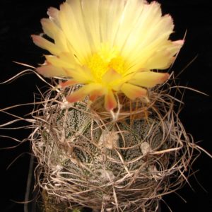Astrophytum crassispinoides