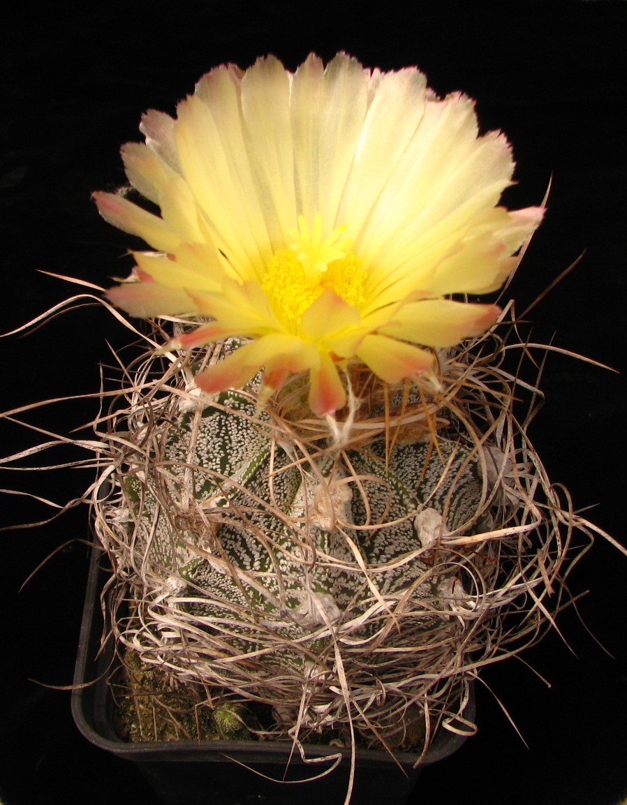 Astrophytum crassispinoides