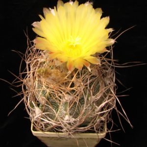 Astrophytum crassispinoides