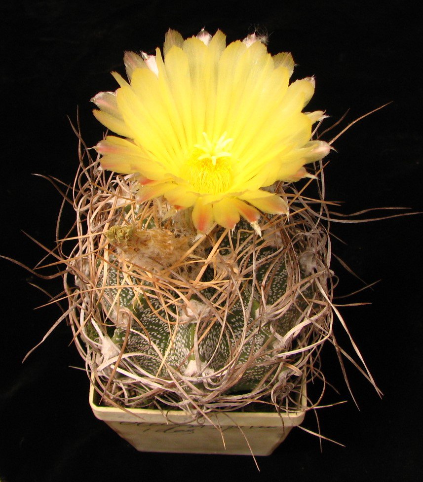 Astrophytum crassispinoides
