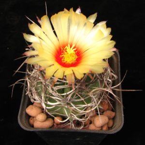 Astrophytum senile