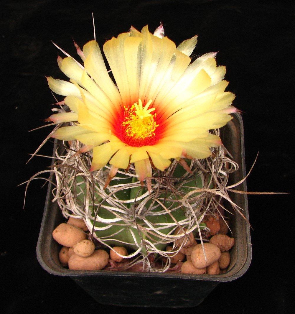Astrophytum senile