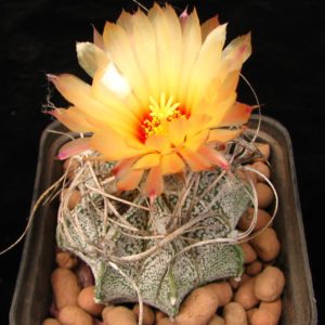 Astrophytum capricorne-v.Weisse Stachel