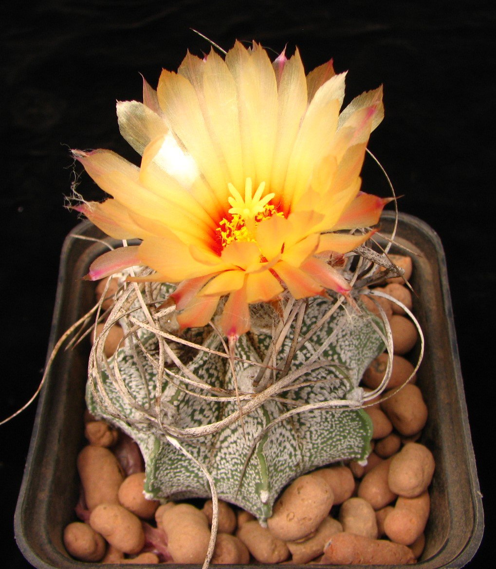 Astrophytum capricorne-v.Weisse Stachel