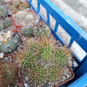 Mammillaria obconella - кущ -